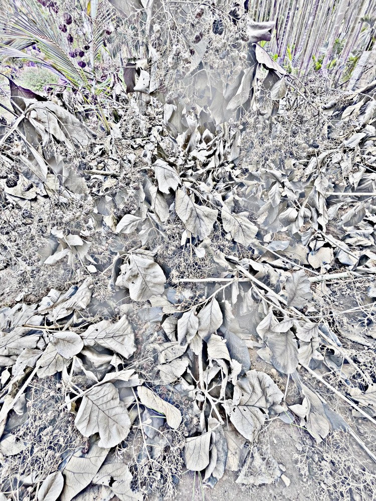 Frosted Flora舞