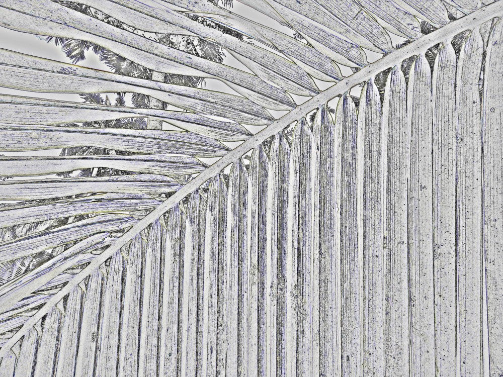 Wedel-Echos