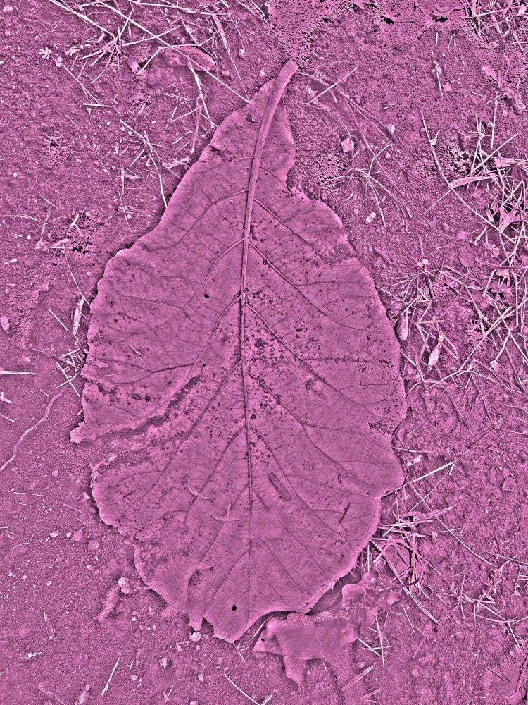 Leaf in Pink Sand