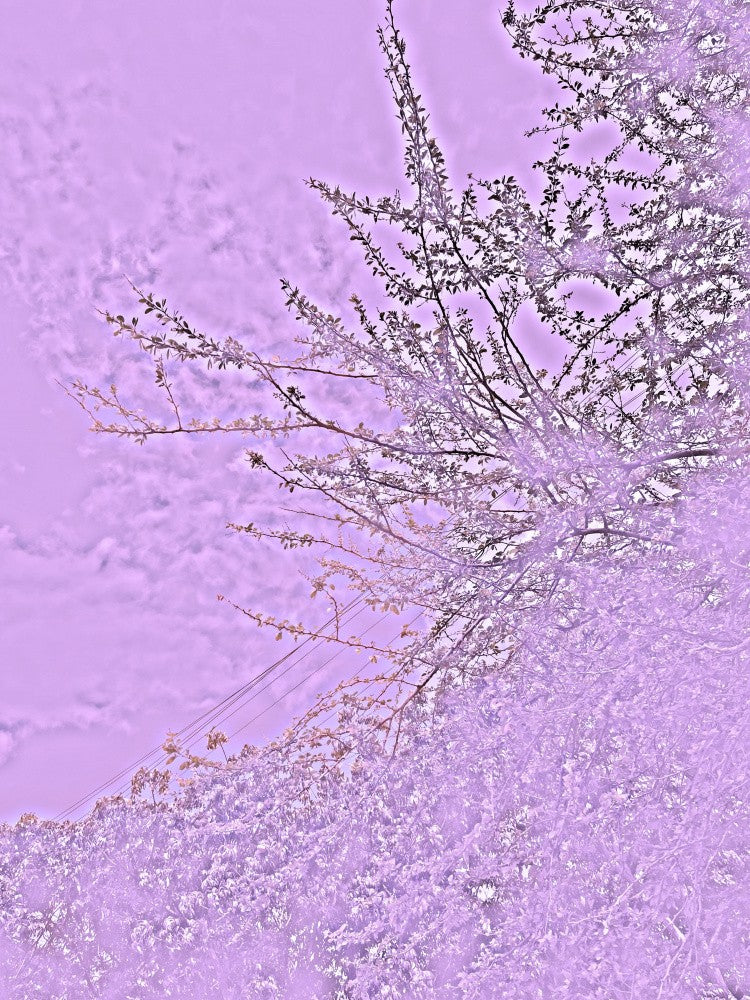 Purple Blossoms Sky