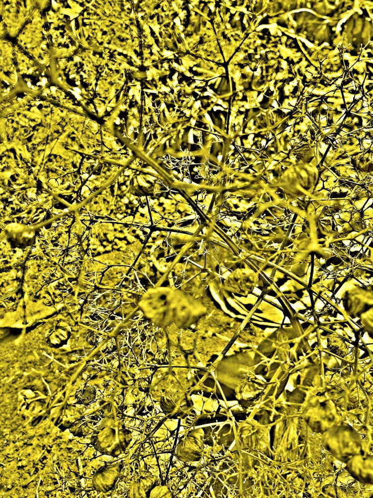 Golden Tangle Roots