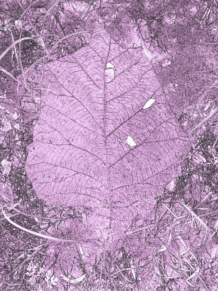 Purple Leaf Mosaic