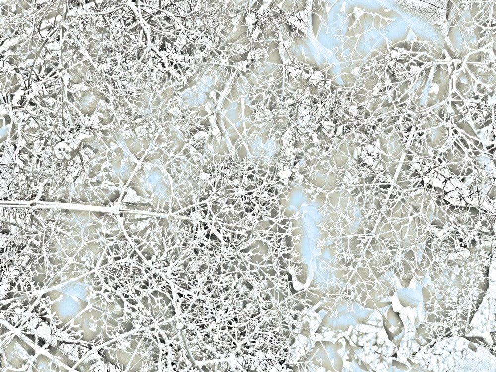 Frosted Woods