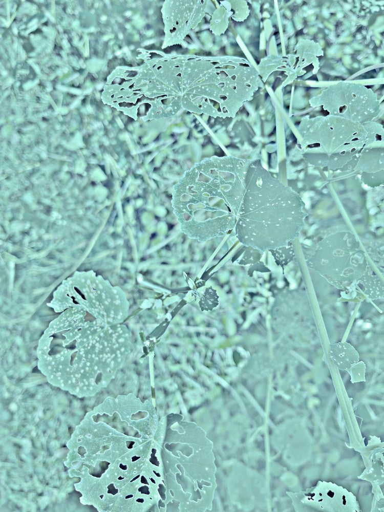 Frosted Leaves