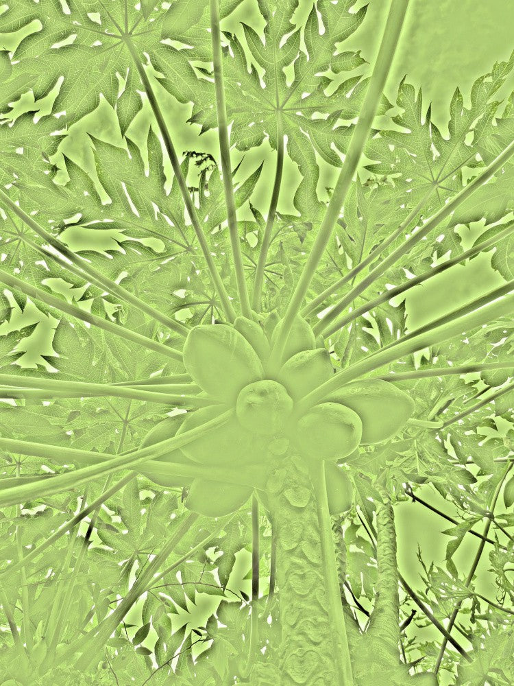 Verdant Radiance