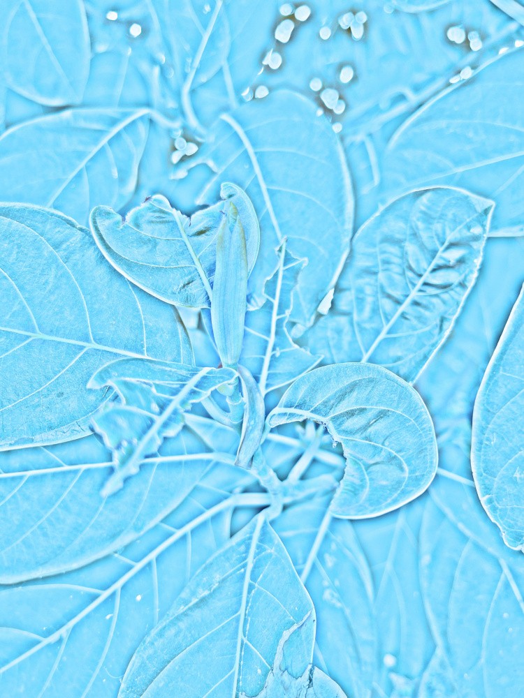 Blue Leaf Illusion
