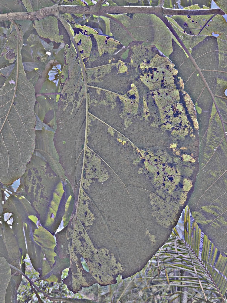 Fade of the Leaves