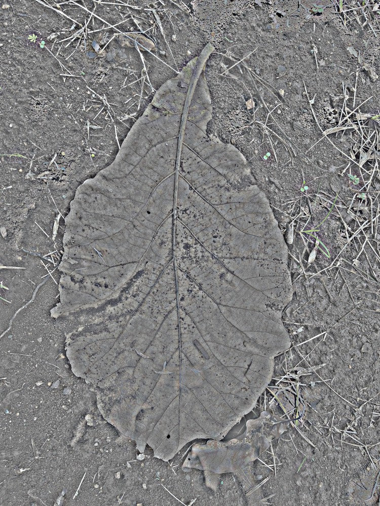 Fossilized Leaf