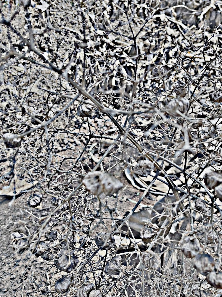 Winter's Embrace