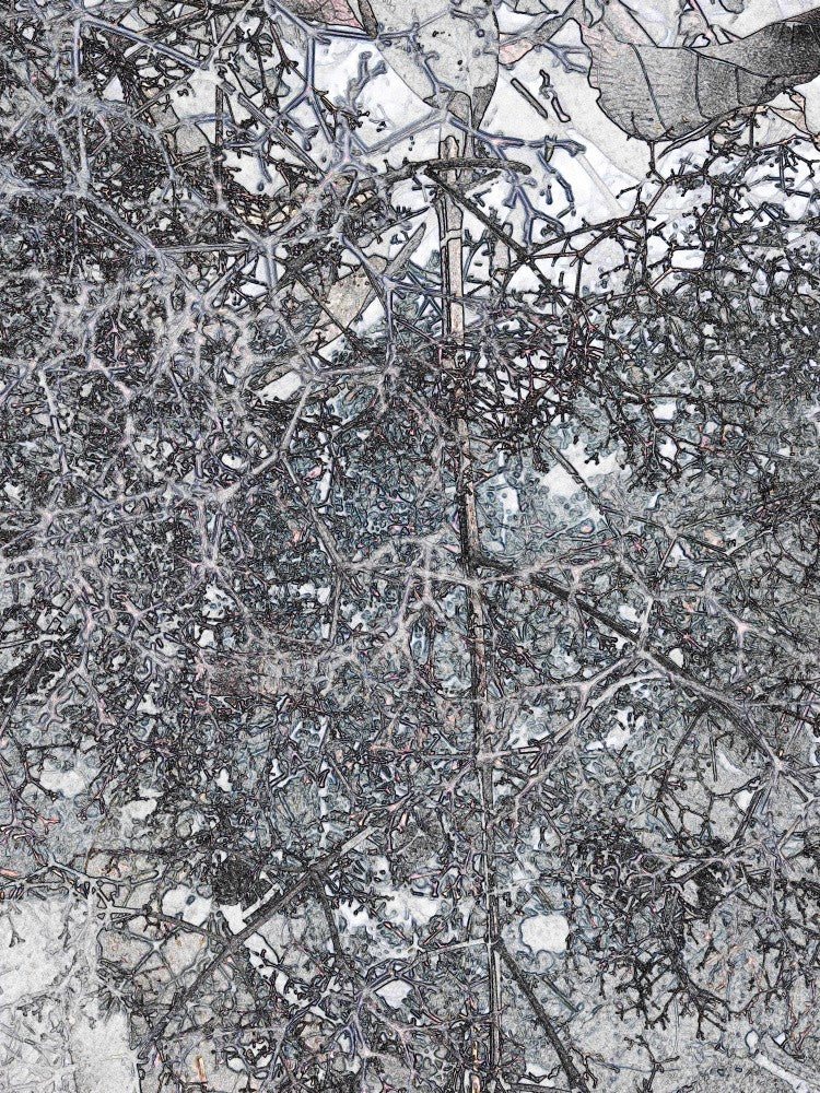 Veins of Winter