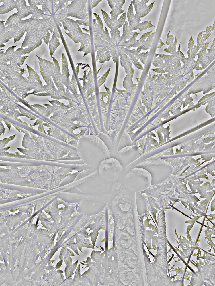 Silver Canopy Burst