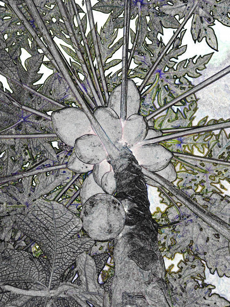 Papaya Perspective