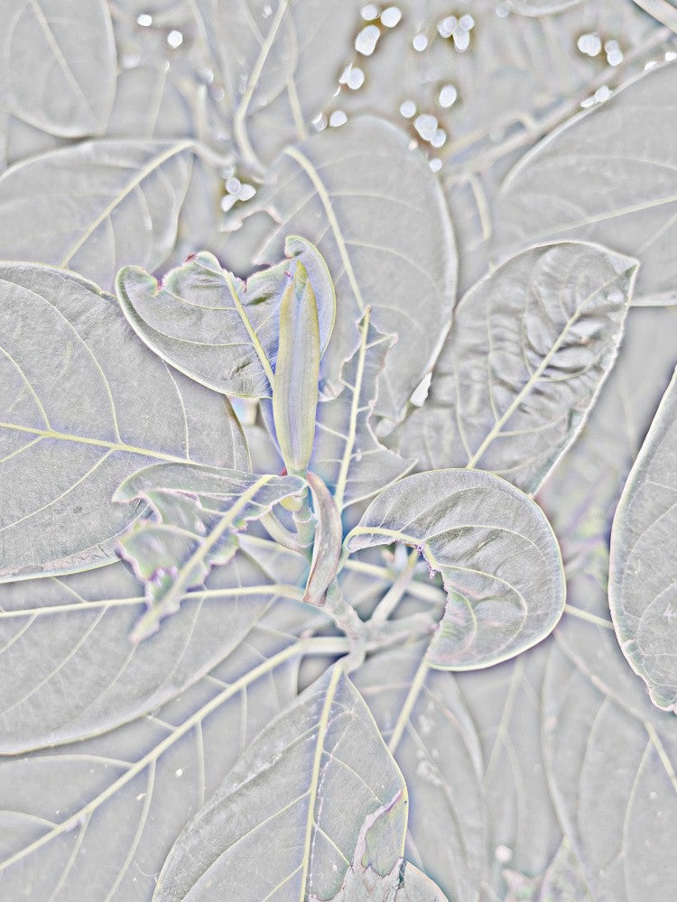 Ethereal Foliage
