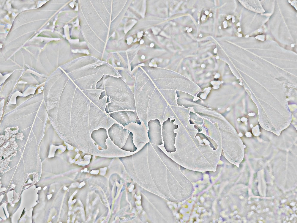 Ghostly Leaf Veins
