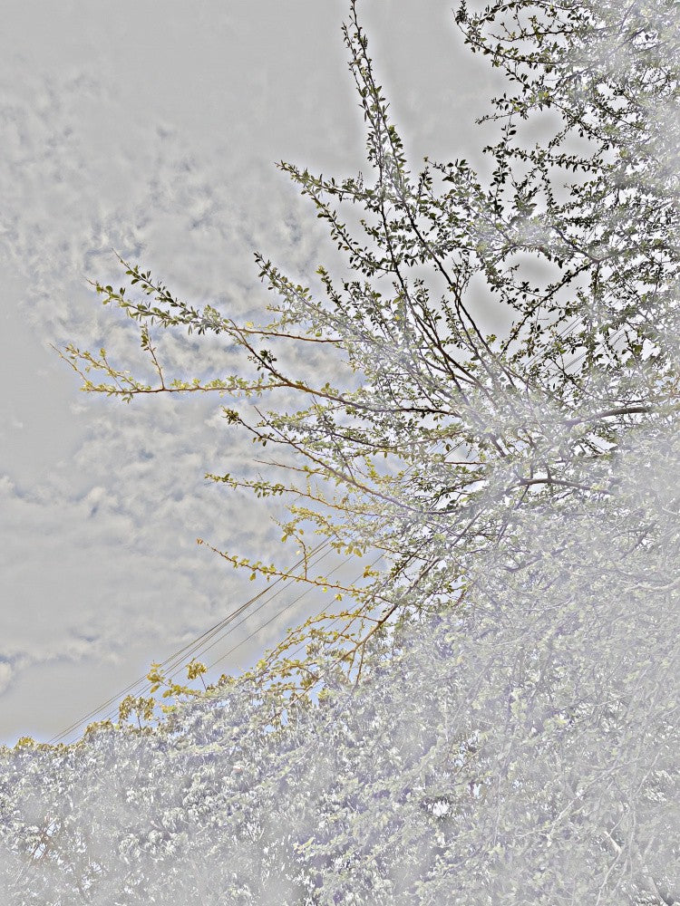 Whispering Branches