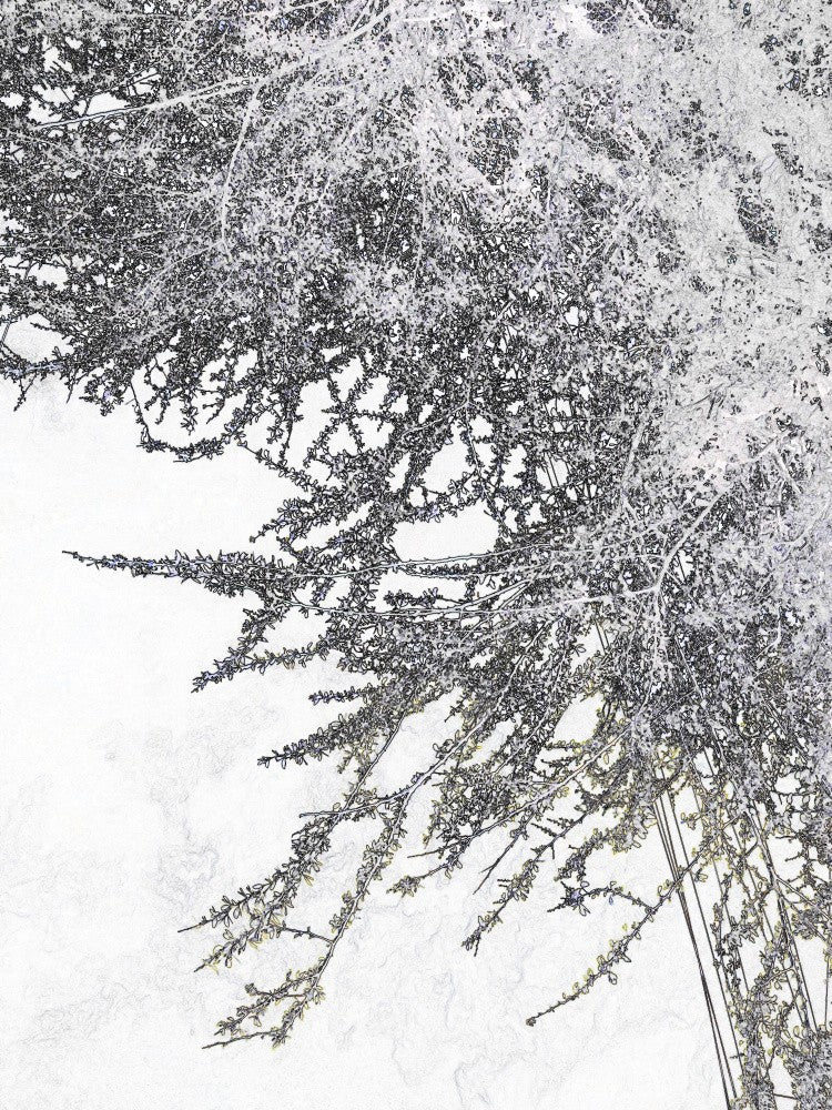 Frozen Branches