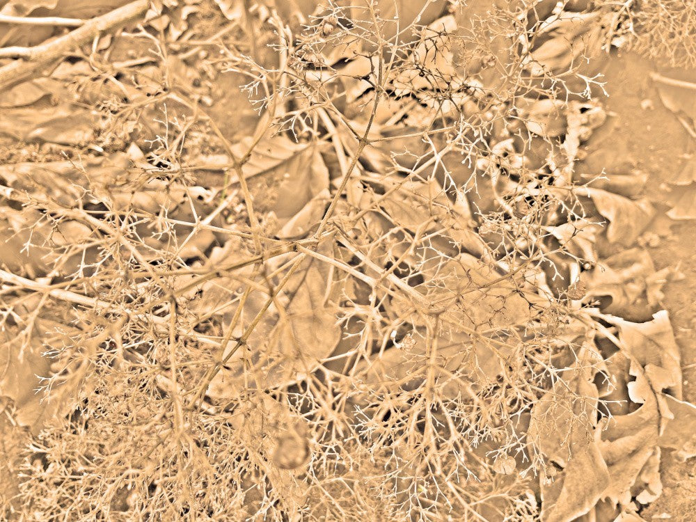 Sepia Webs