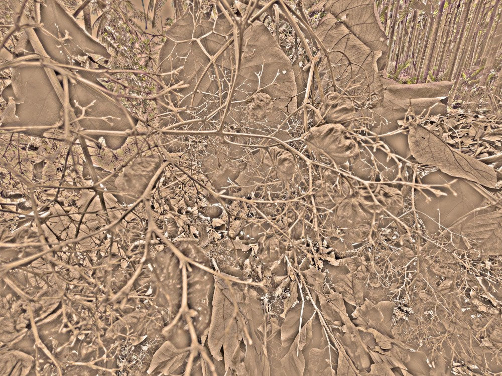 Intricate Wilderness