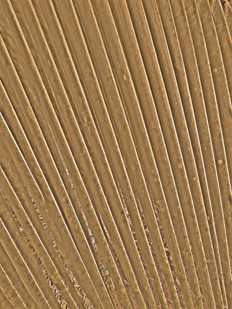 Golden Frond Lines