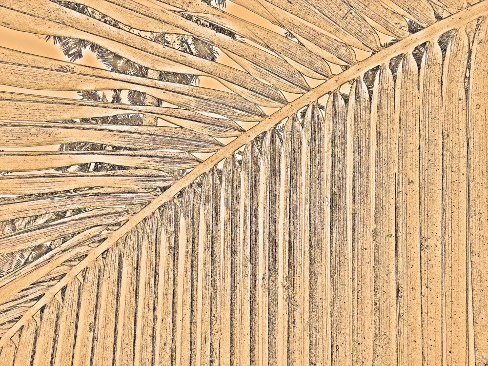 Frond Harmony