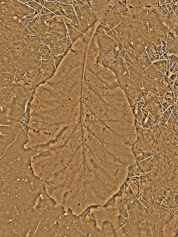 Leafy Imprint Trail