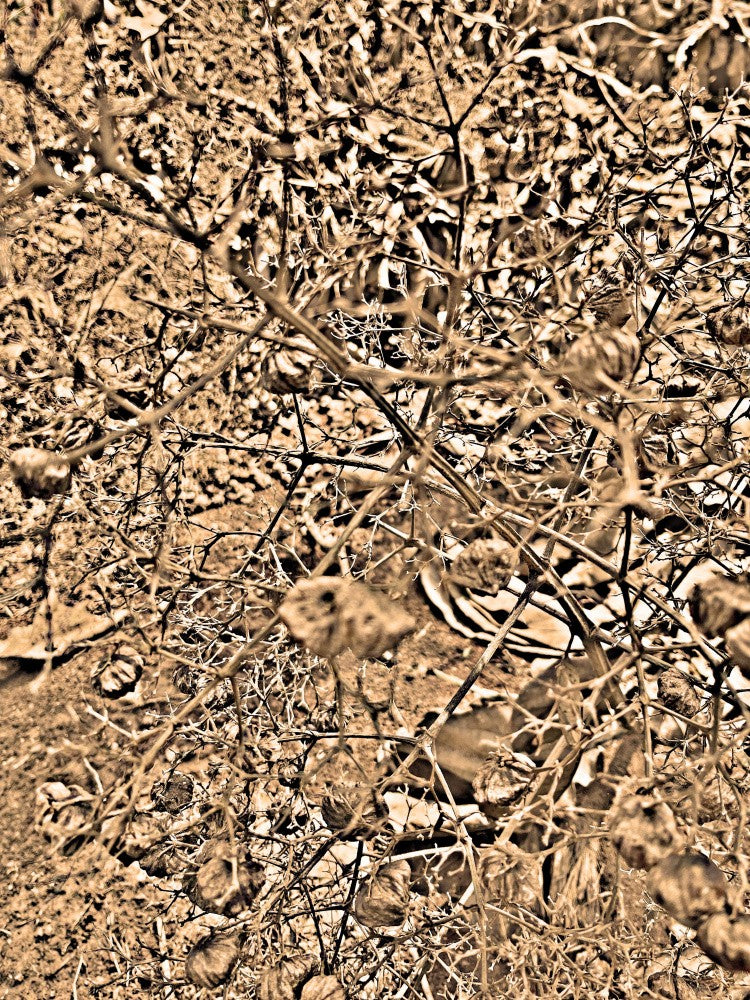 Tangled Sepia Dreams