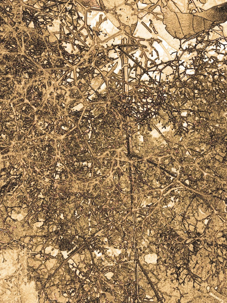 Sepia Network Maze