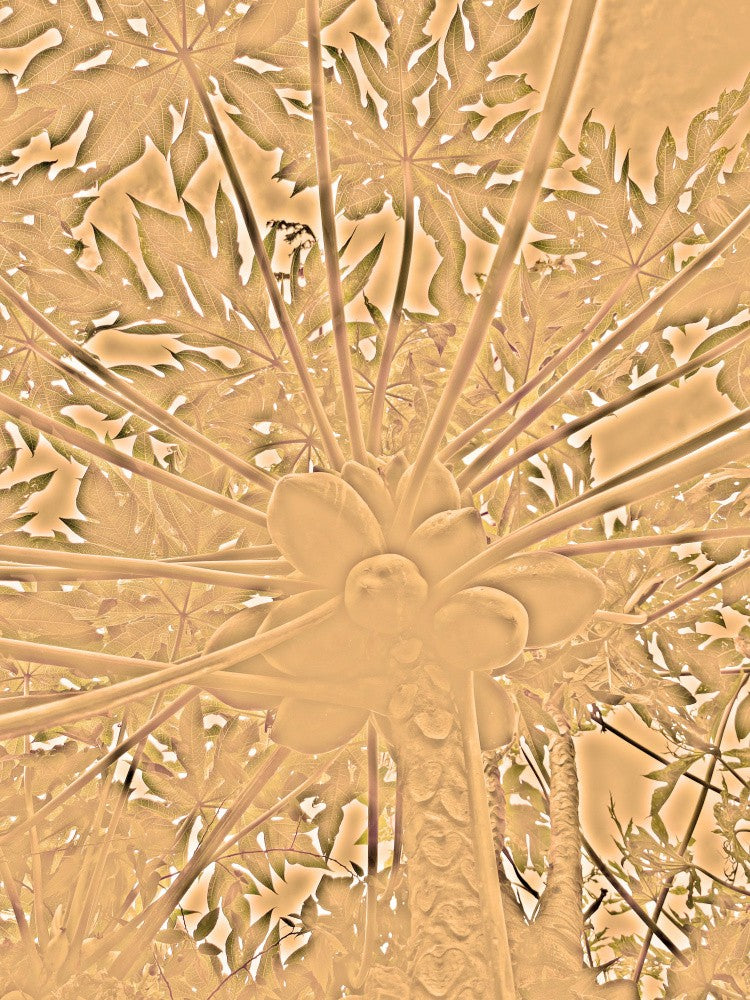 Radiant Canopy