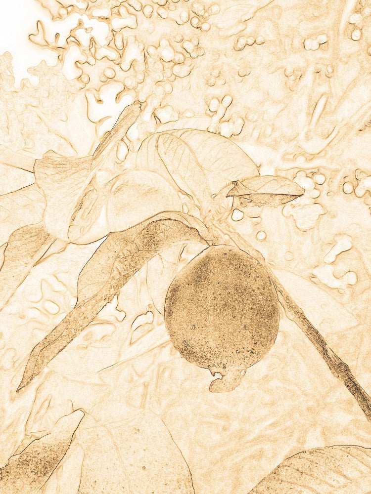 Sepia-Frucht-Eleganz