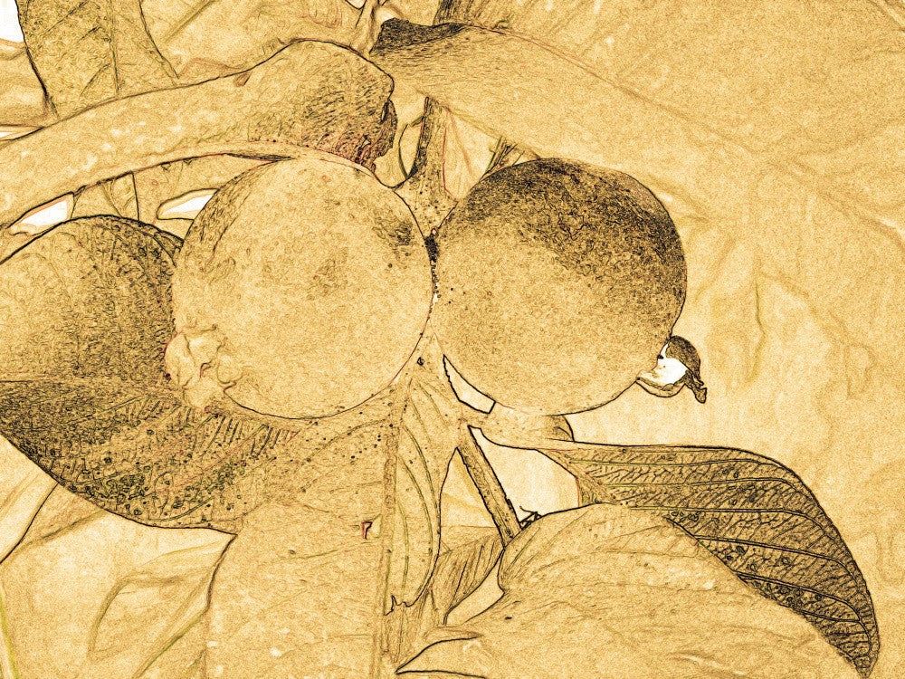 Golden Citrus Dream