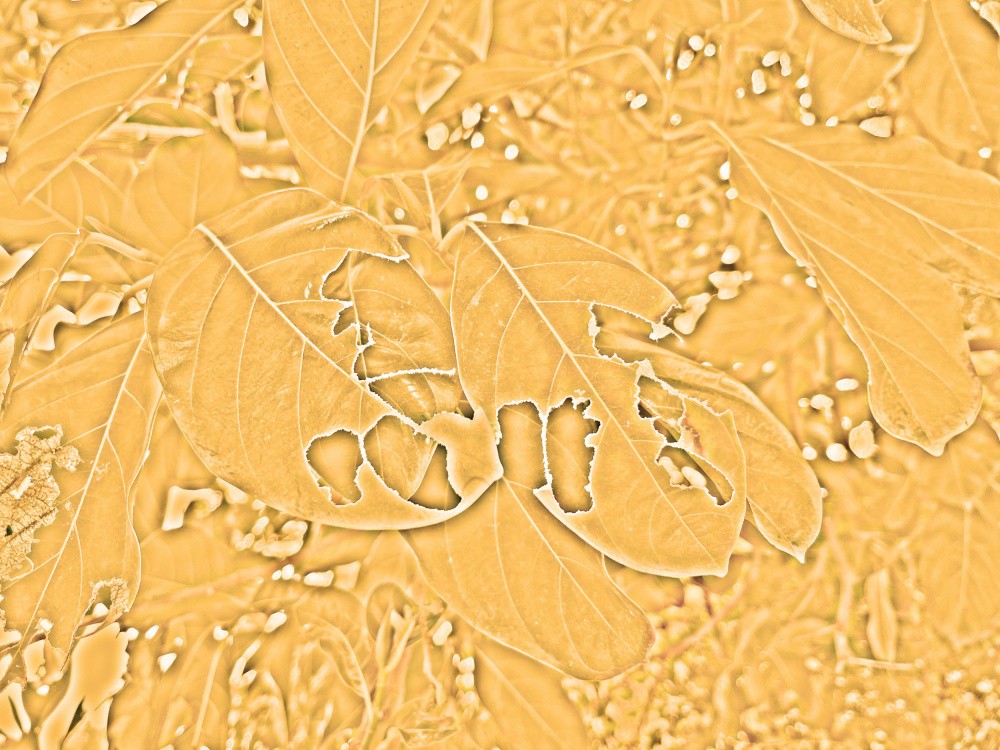Golden Leaf Whispers