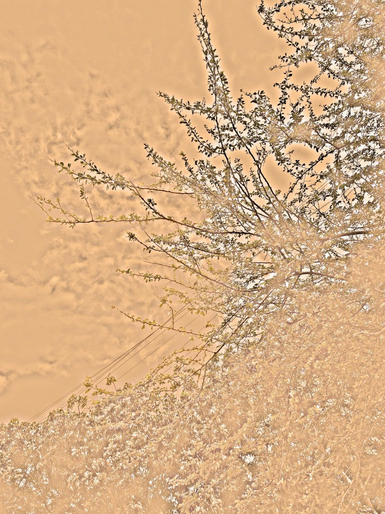 Autumn's Whisper