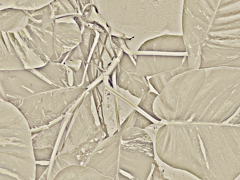 Leafy Maze Mirage
