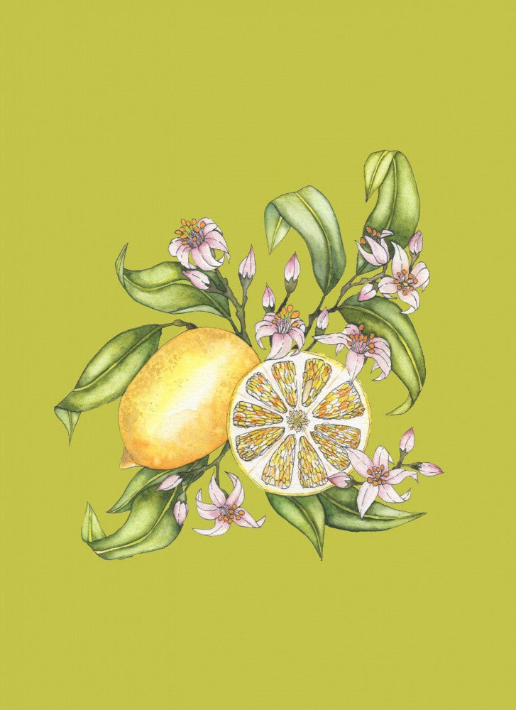 Lemon illustration