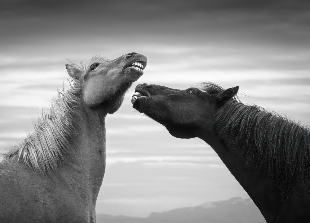 Tooth Fight