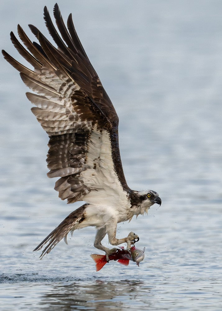 Osprey Catching Kokanee Salmon