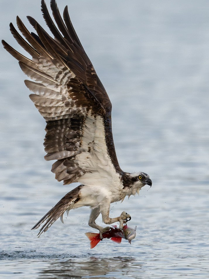 Osprey Catching Kokanee Salmon