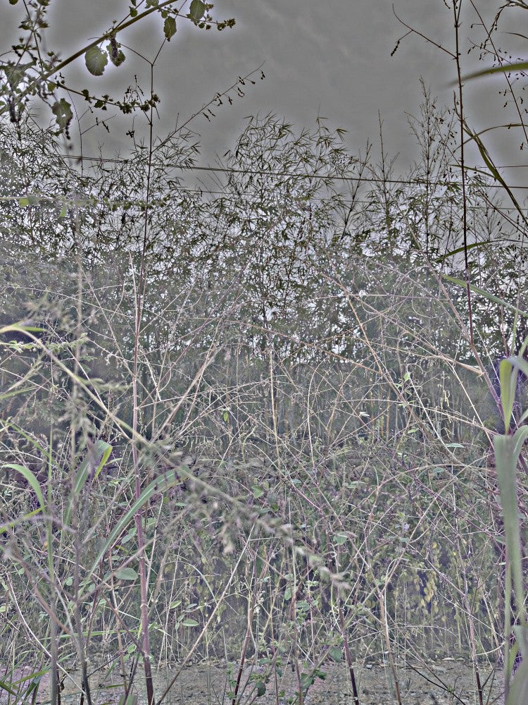 Ethereal Thicket