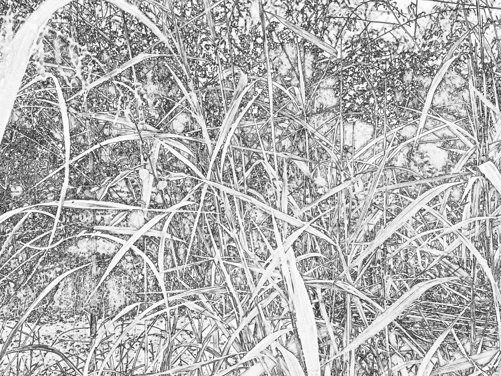 Verwickelte Natur