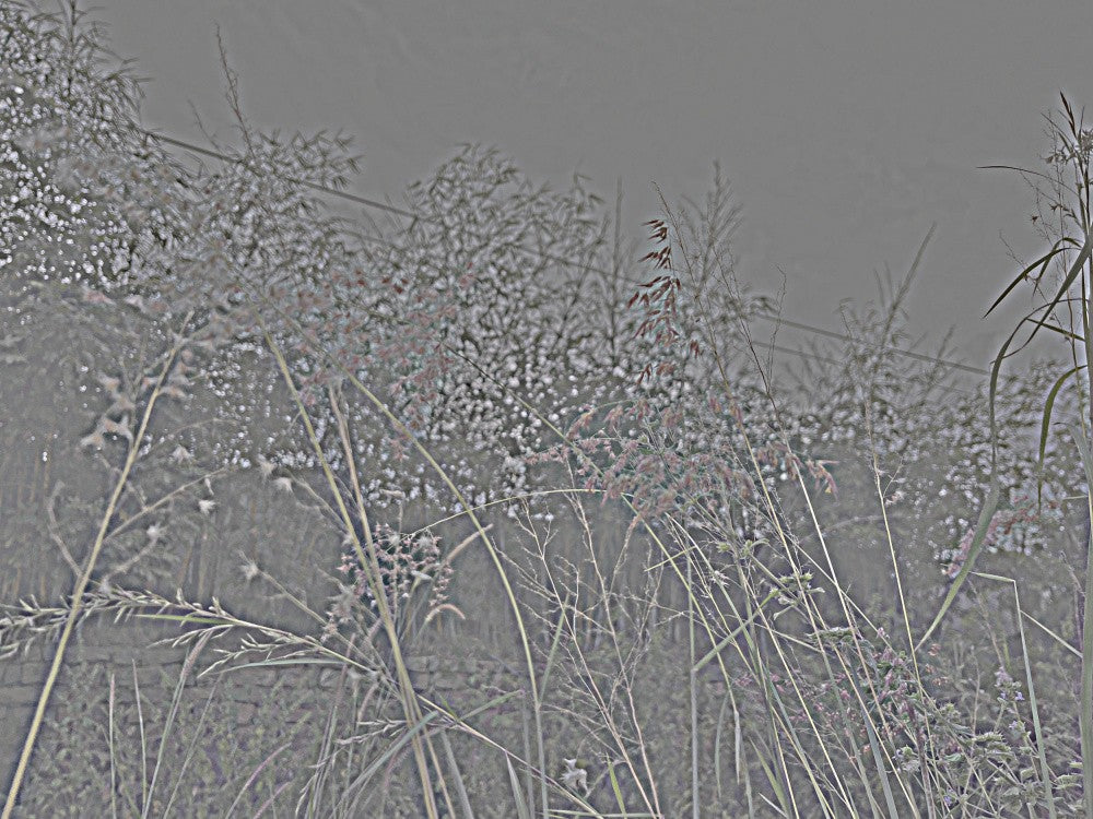 Silent Meadow Scene
