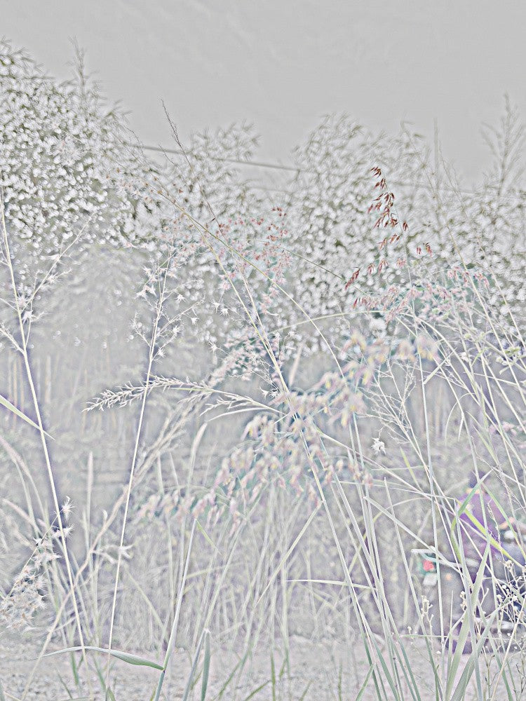 Ethereal Grasses
