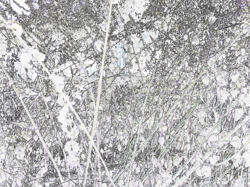 Whispering Garden