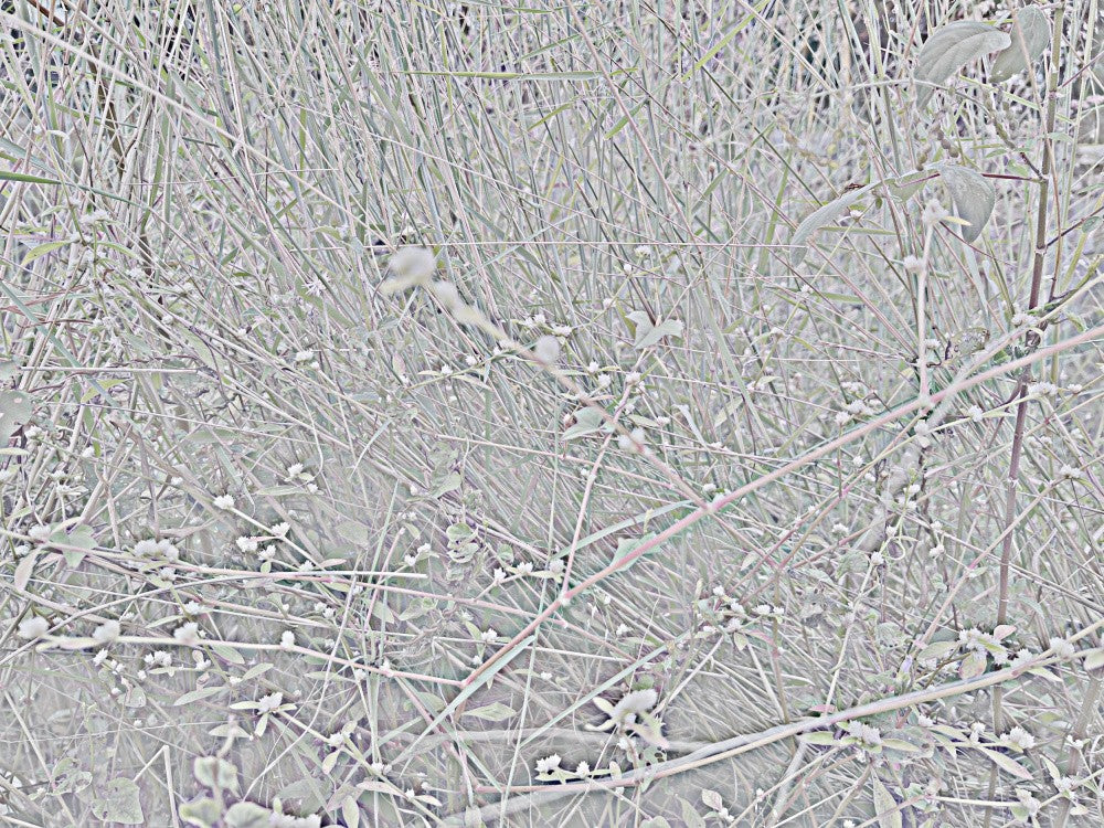 Frosty Tangle