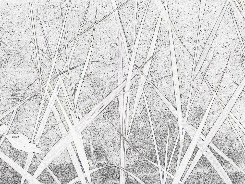 Entangled Lines