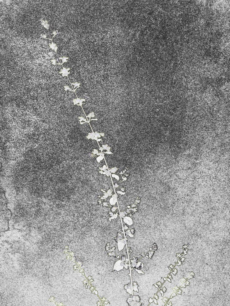 Whispers in Charcoal
