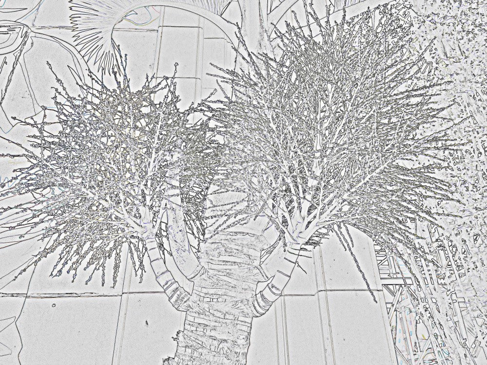Dual-Tree Silhouette