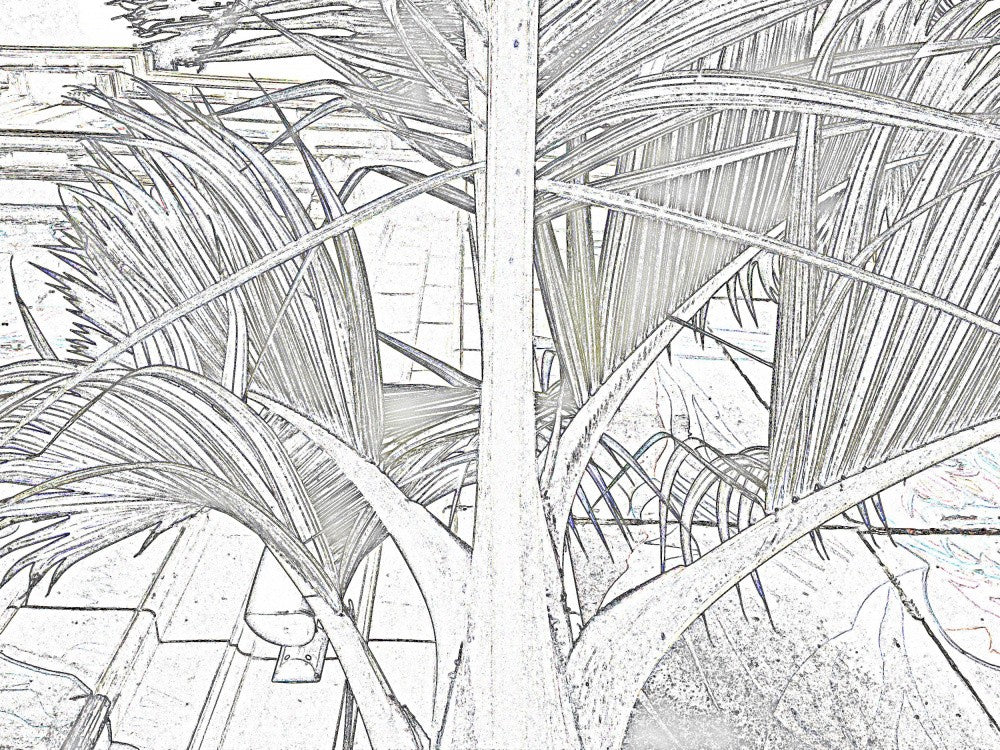 Palm Fronds Sketch