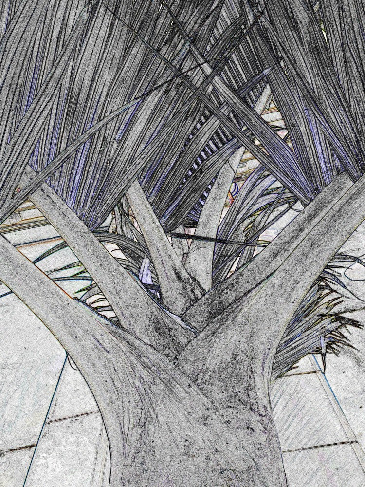 Palmengeometrie