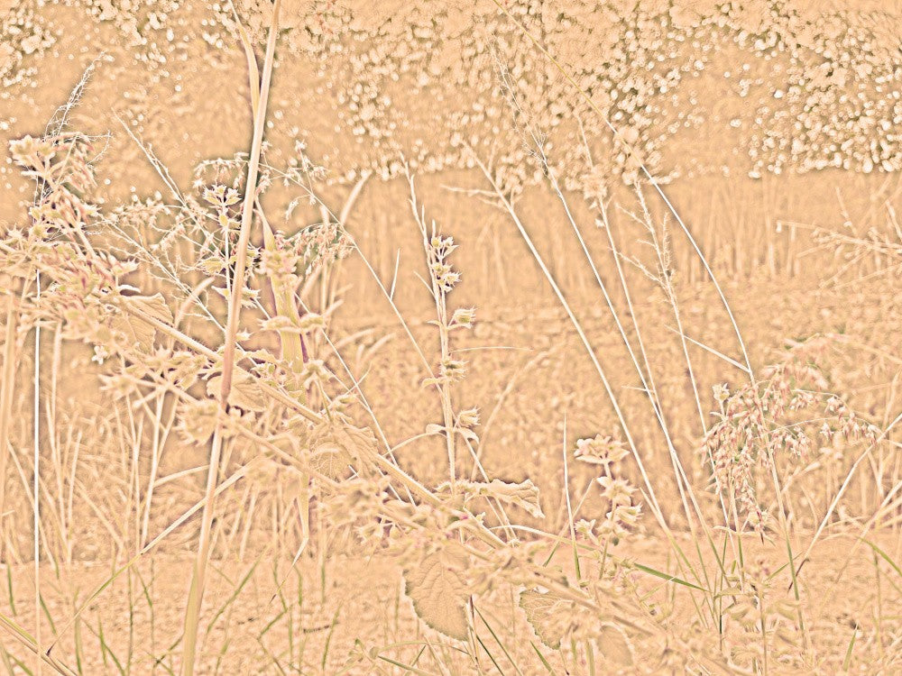 Whispering Fields