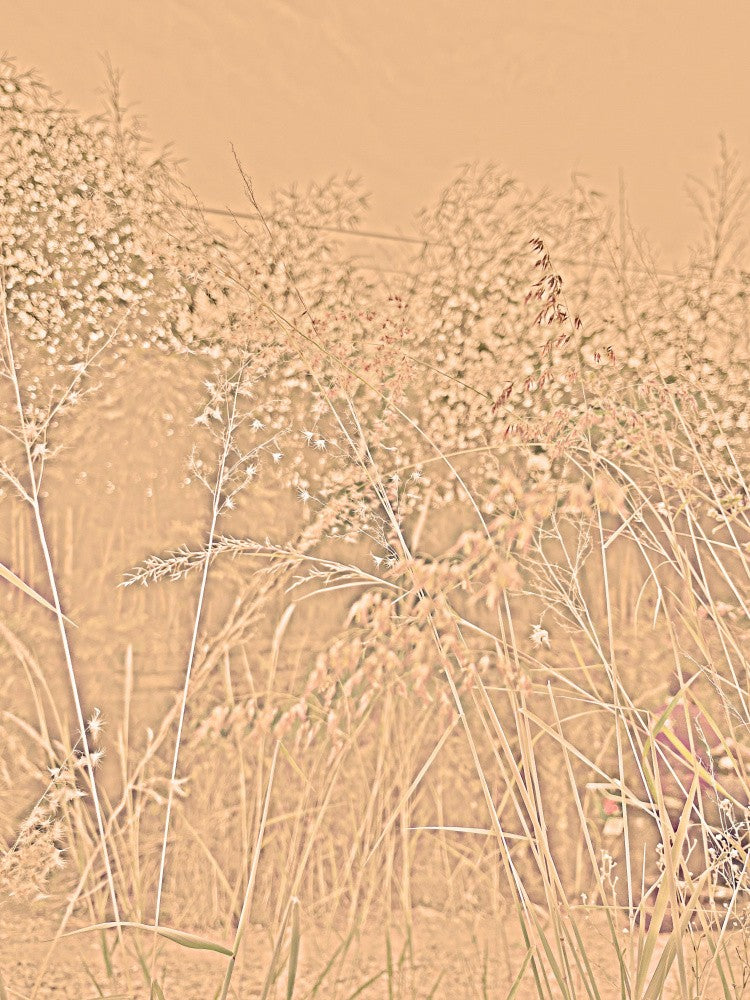 Whispering Meadow